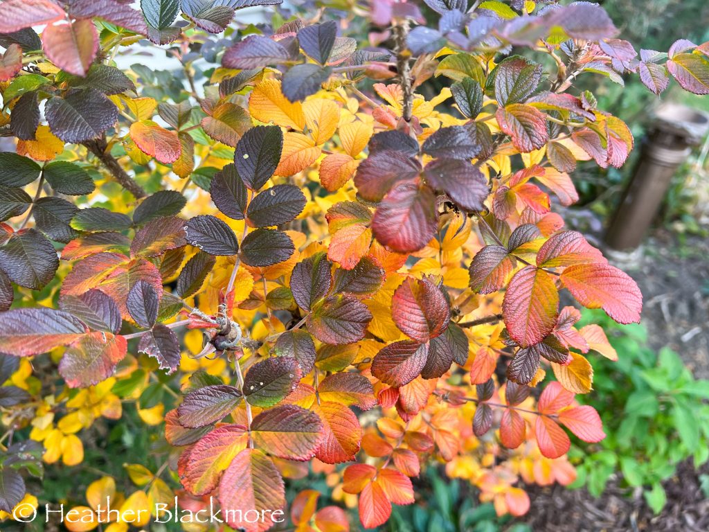 Fall color of rugosa rose foliage