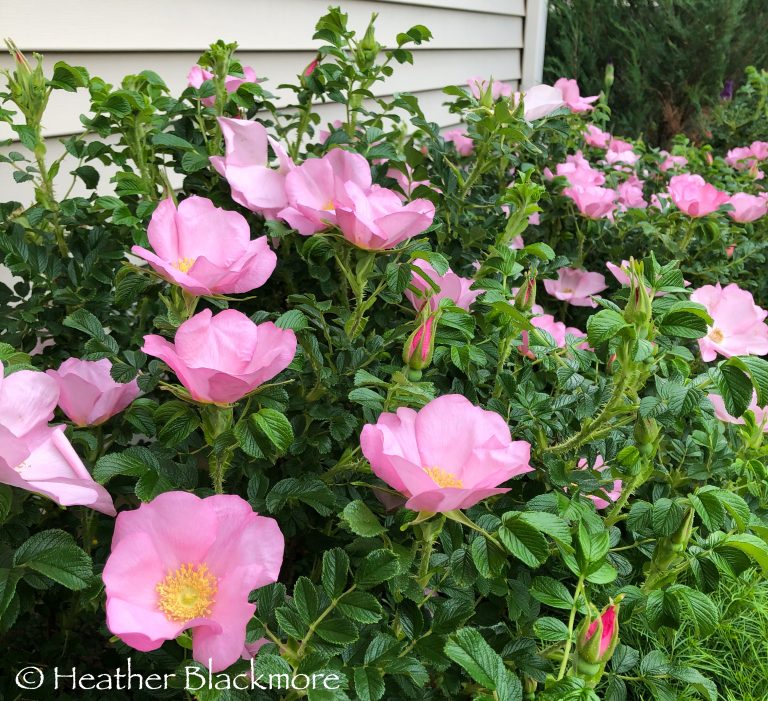 Rugosa rose with pink flowers