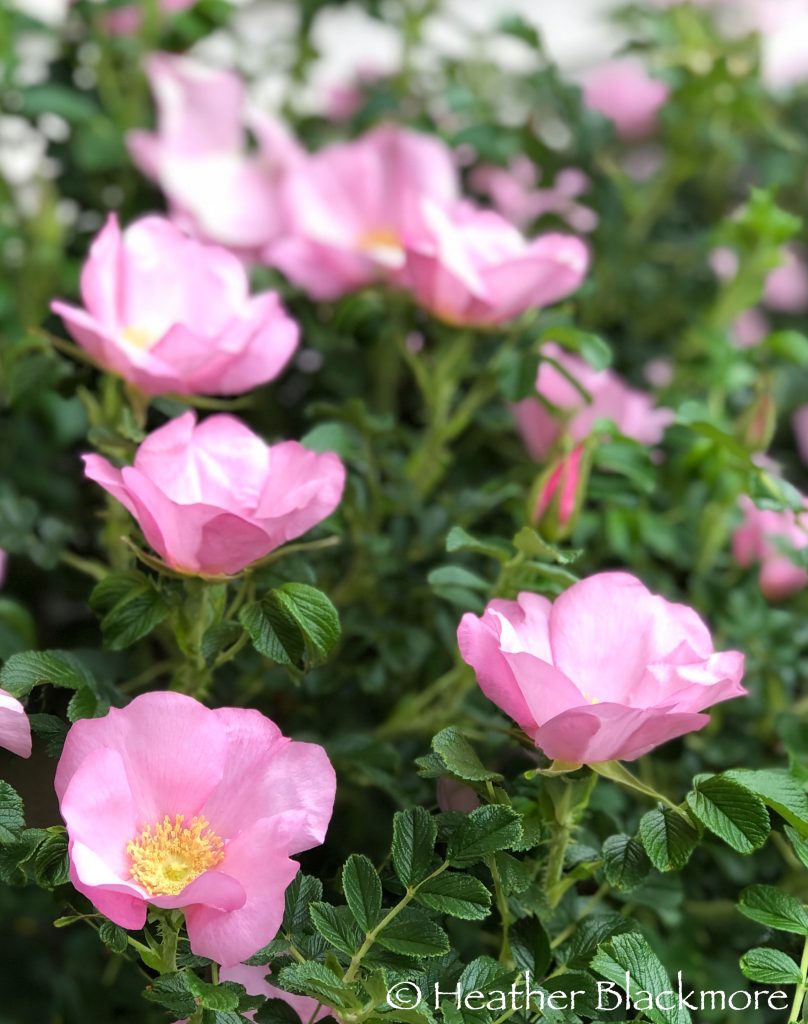 Close up of Frau Dagmar Hastrup rugosa roses