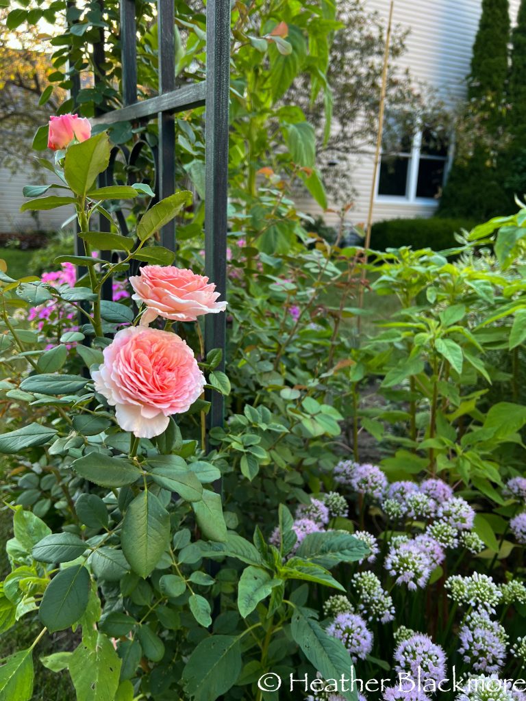 James Galway rose