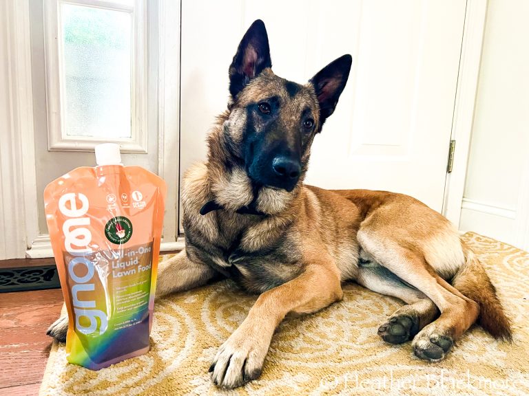 K9 Officer Jony