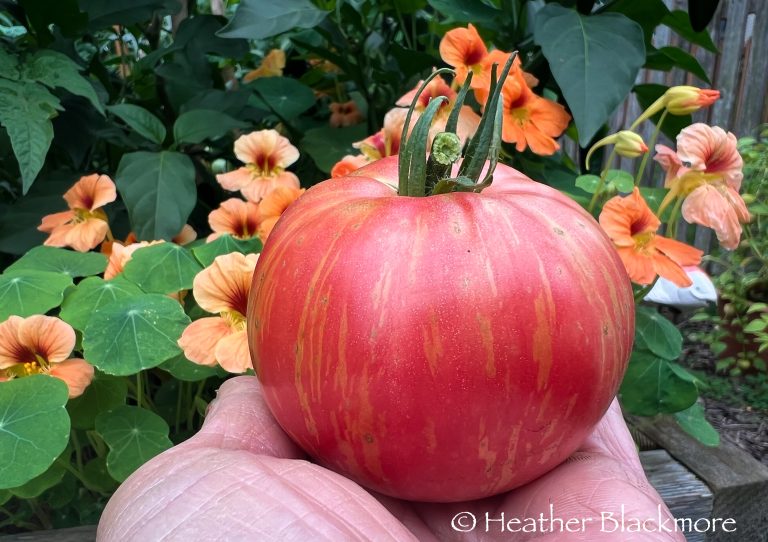 Firebird Sweet Tomato