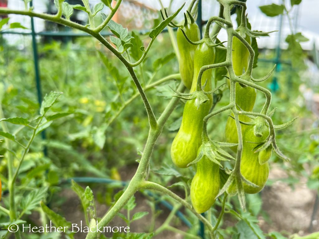 Sun Dipper Tomato