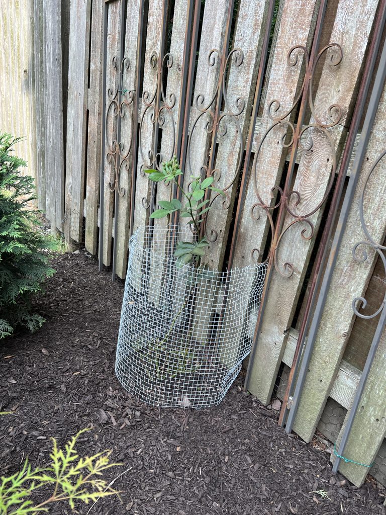 Chicken Wire