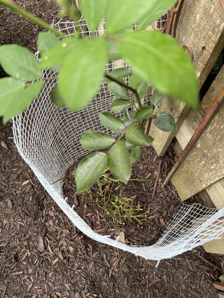 Rabbit damage on rose