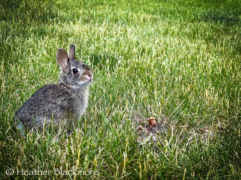 Baby rabbit in the grass