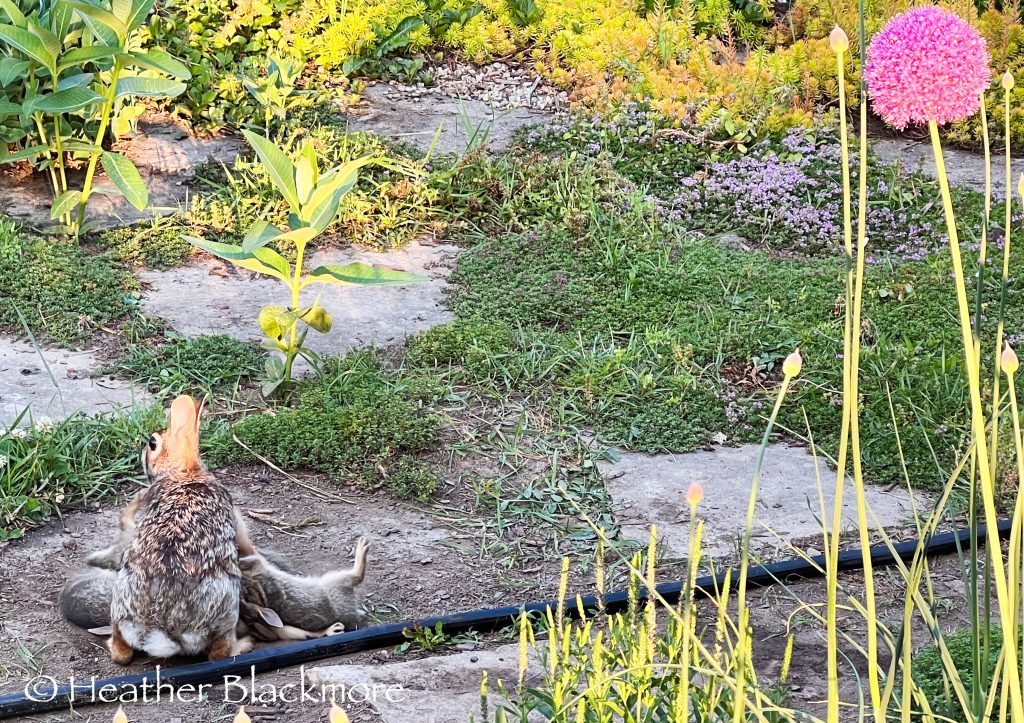 mother rabbit nursing babies