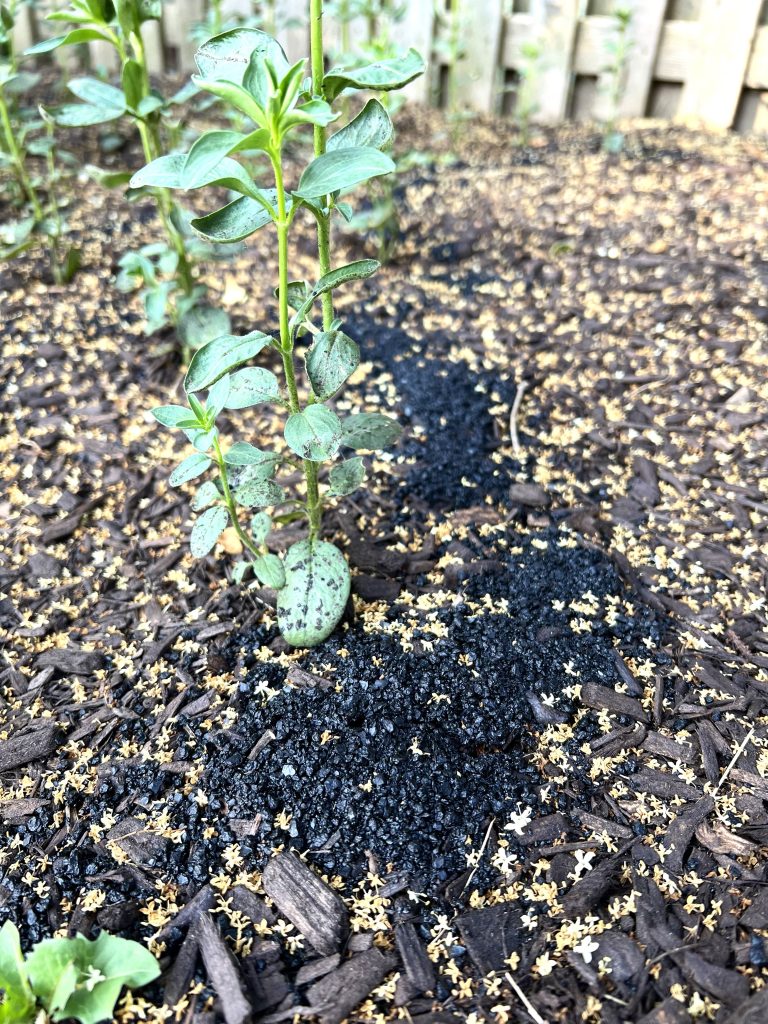 Granular Plantskydd rabbit repellant around snapdragons