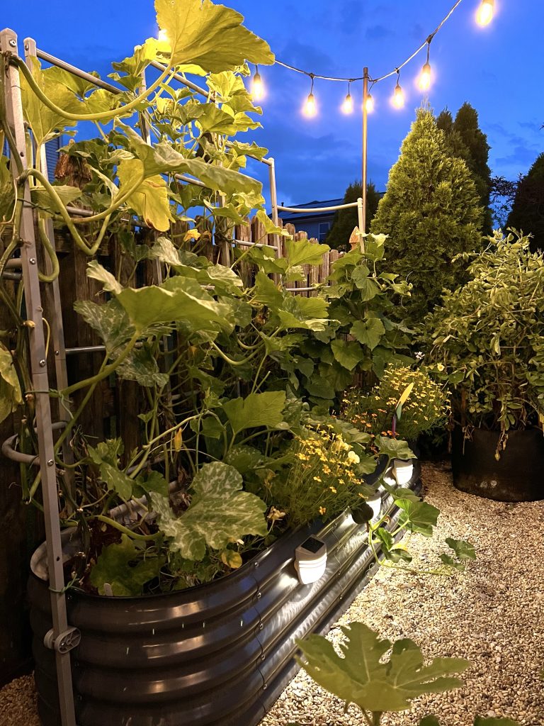 raised beds at night