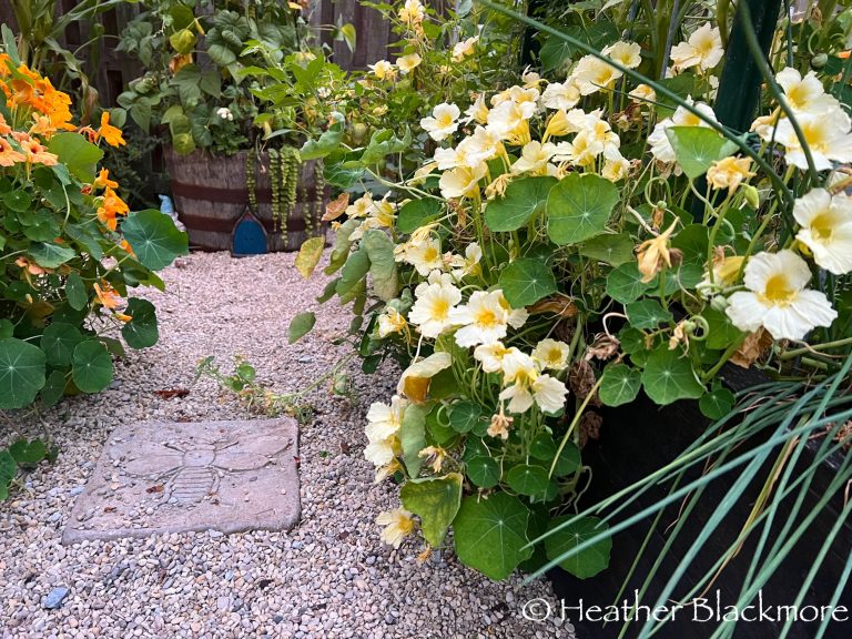Nasturtiums in raised bed vegetable garden