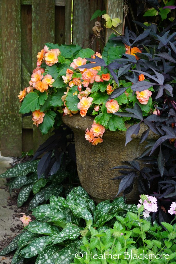 Solenia Apricot Begonia with Midnight Lace Sweet Potato Vine in container