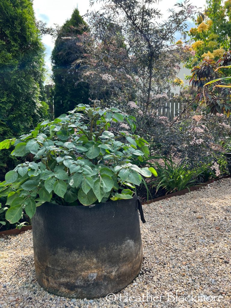 Potatoes in Smart Pot