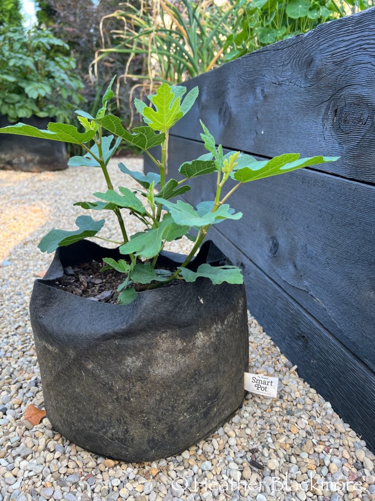 Fignomenal Fig growing in a Smart Pot