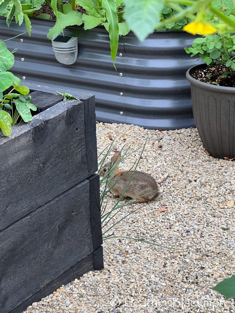 Bunny in the vegetable garden