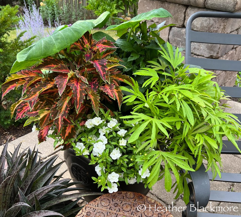 Mixed Container Garden
