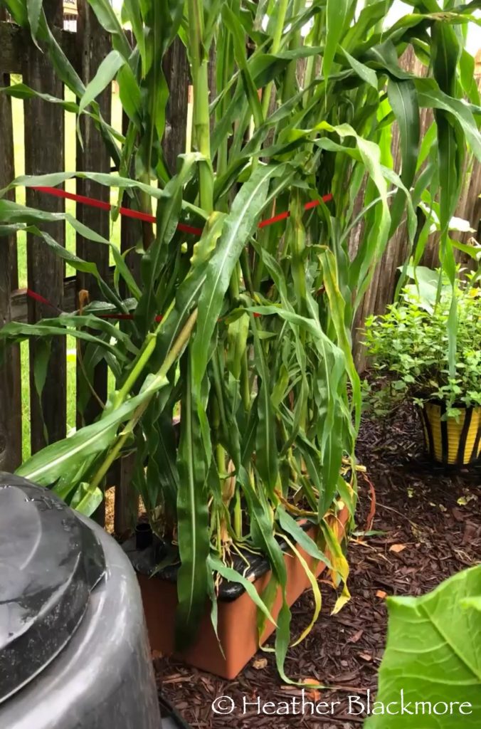 EarthBox planted with sweet corn