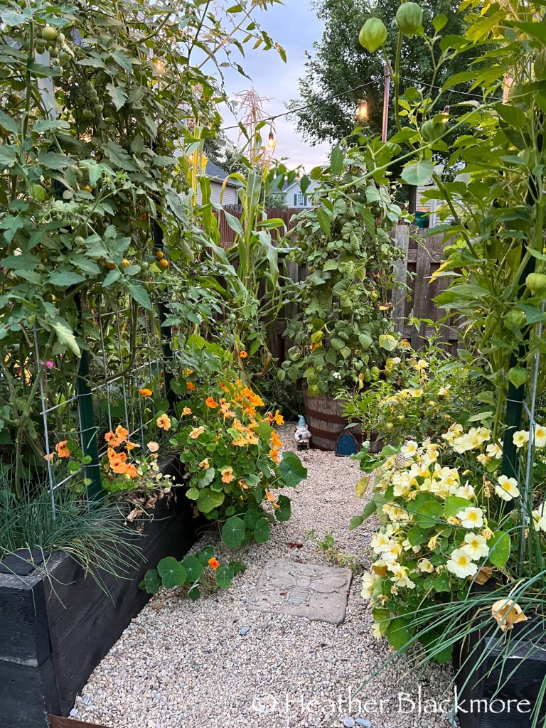 Raised beds and a whiskey barrel in vegetable garden