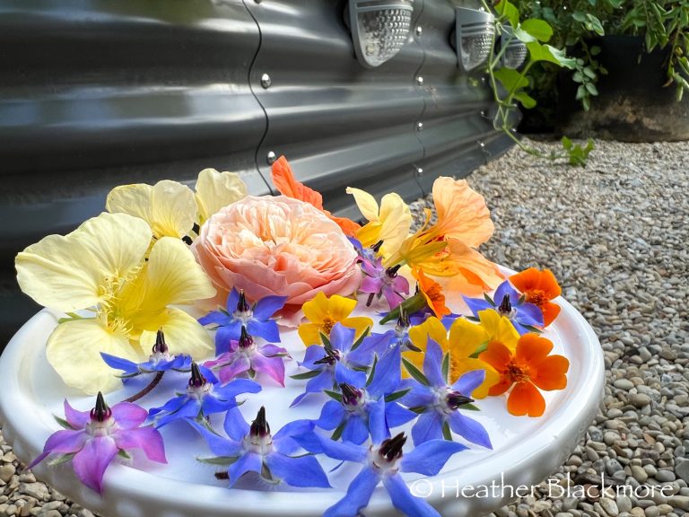 A plate of edible flowers