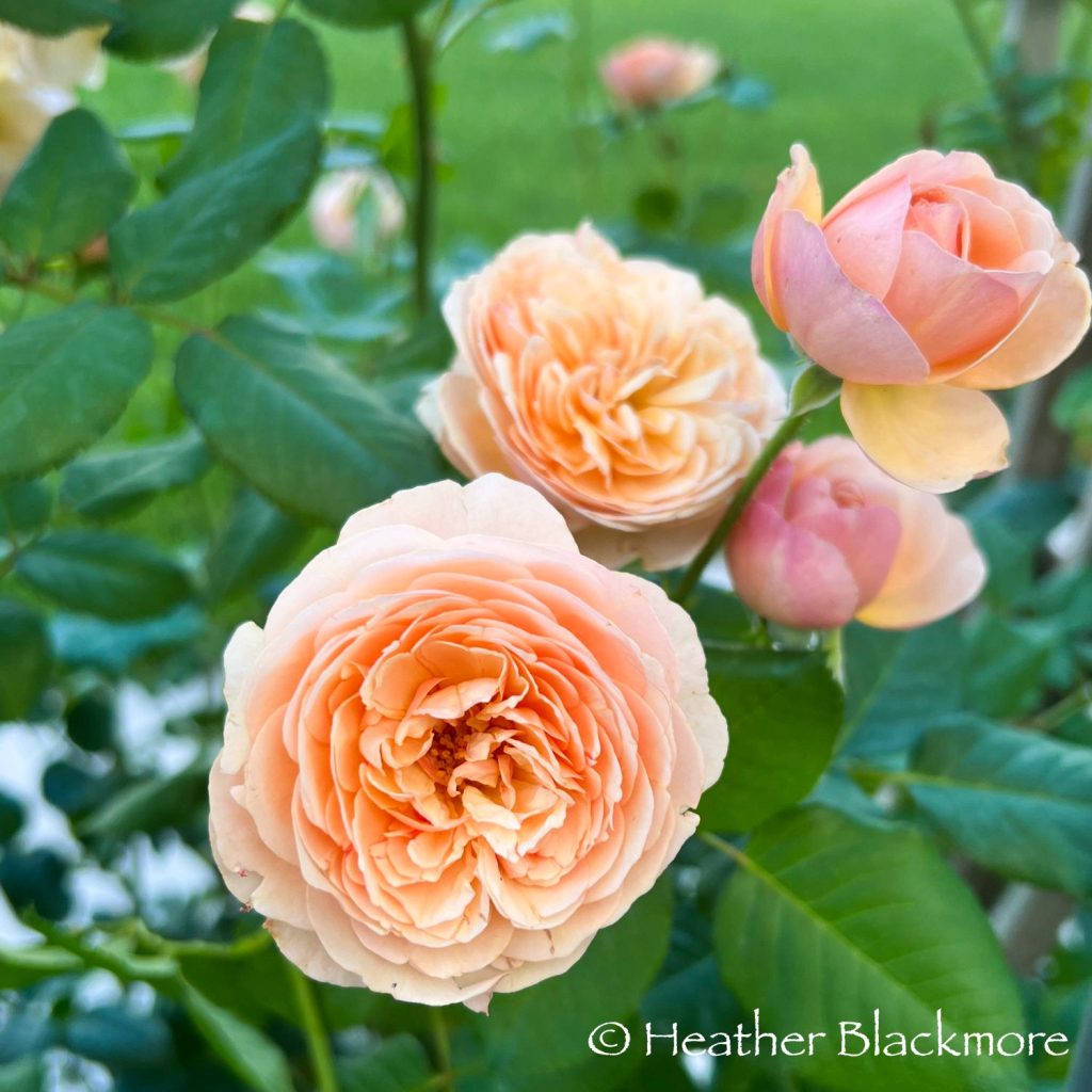 Flavorette Honey Apricot Rose