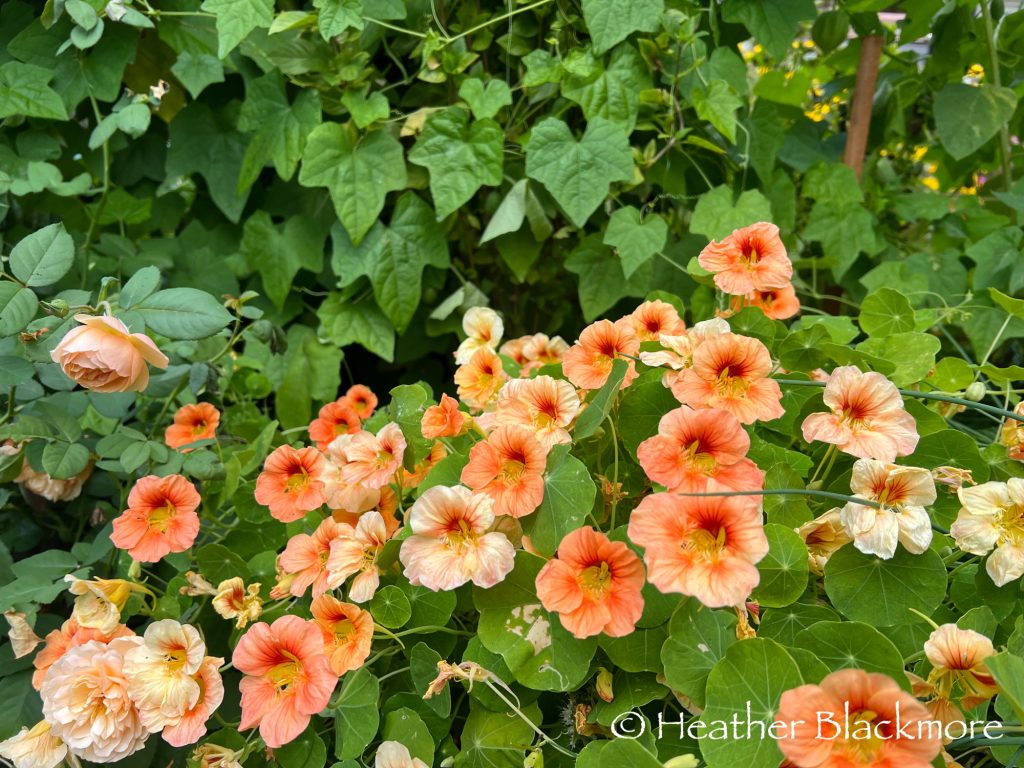 Tip Top Apricot Nasturtium