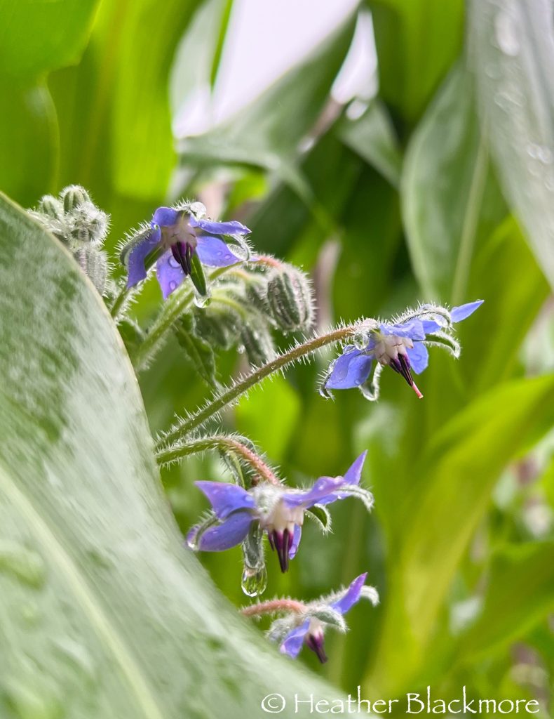 Borage flowers