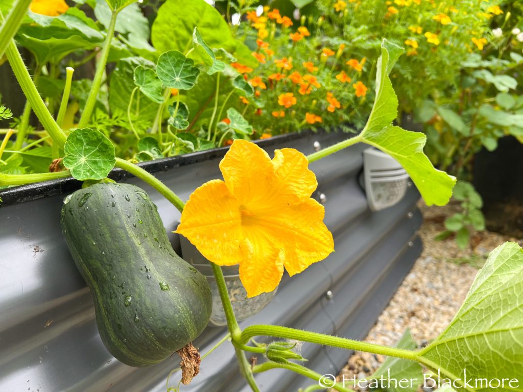Squash blossoms