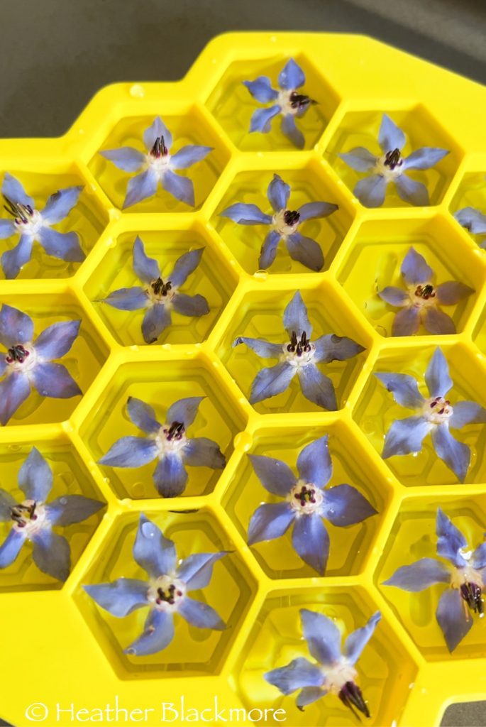 Borage flowers in honeycomb-shaped ice cube tray