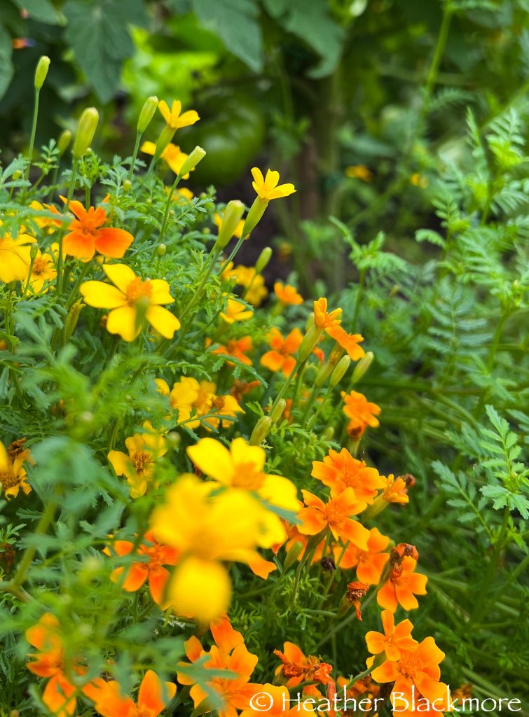 Signet or gem marigolds