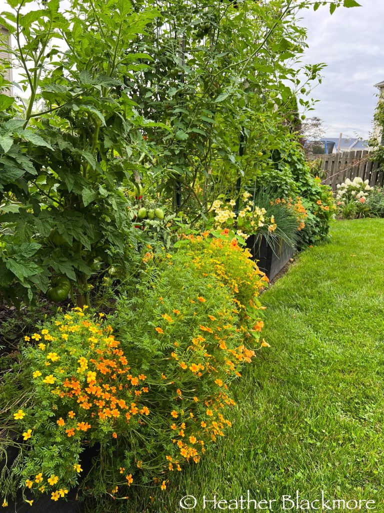 Gem marigolds in raised beds