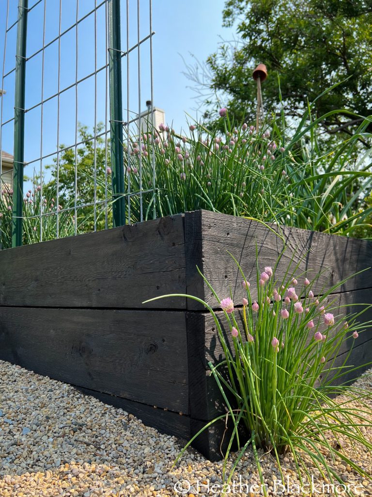 Chives growing along raised bed