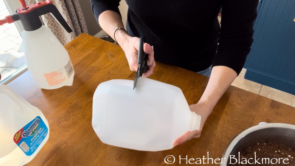 Cutting open an empty water jug for winter sowing