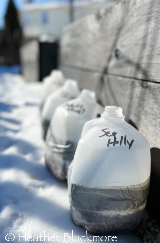 Winter sown containers in snow