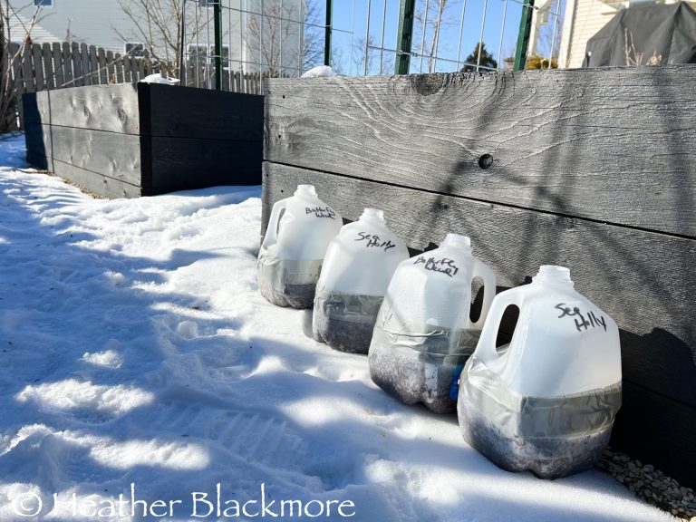 Empty water jugs for winter sowing