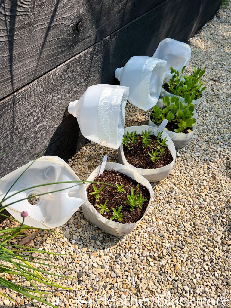 Winter sown seedlings growing in empty water jugs