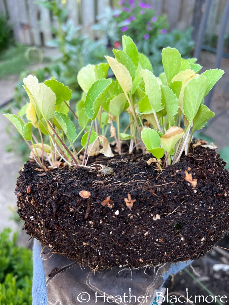 Winter sown sea holly