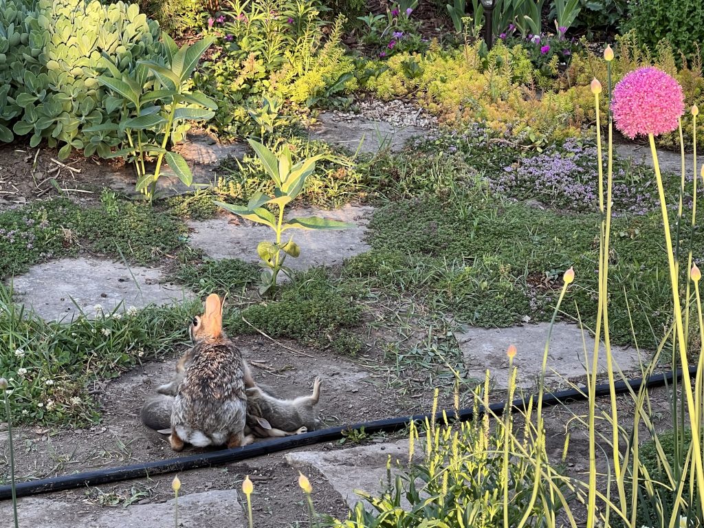 Mother rabbit feeding babies