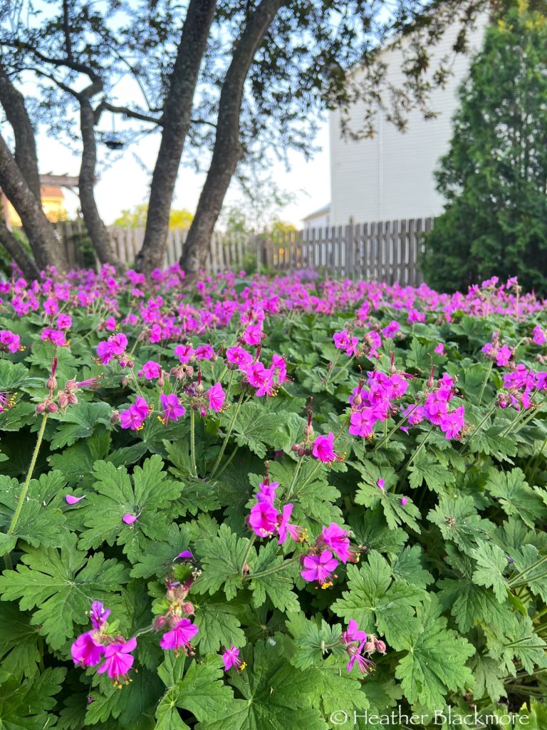 Patch of Geranium macrorrhizum in flower