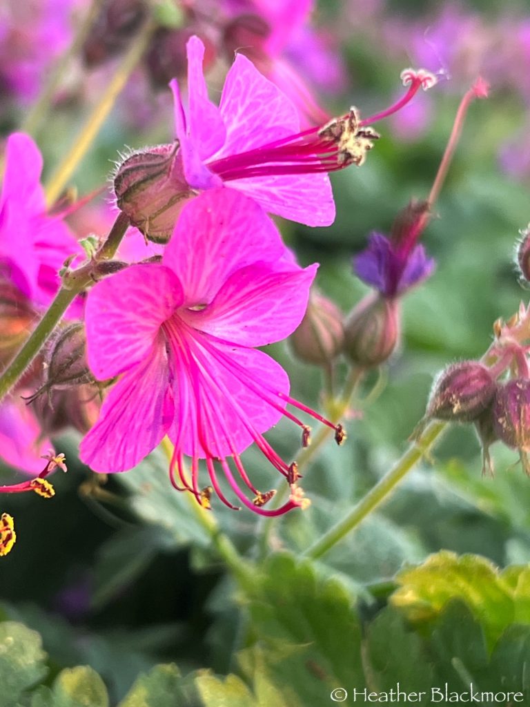 Geranium macrorrhizum flower close-up