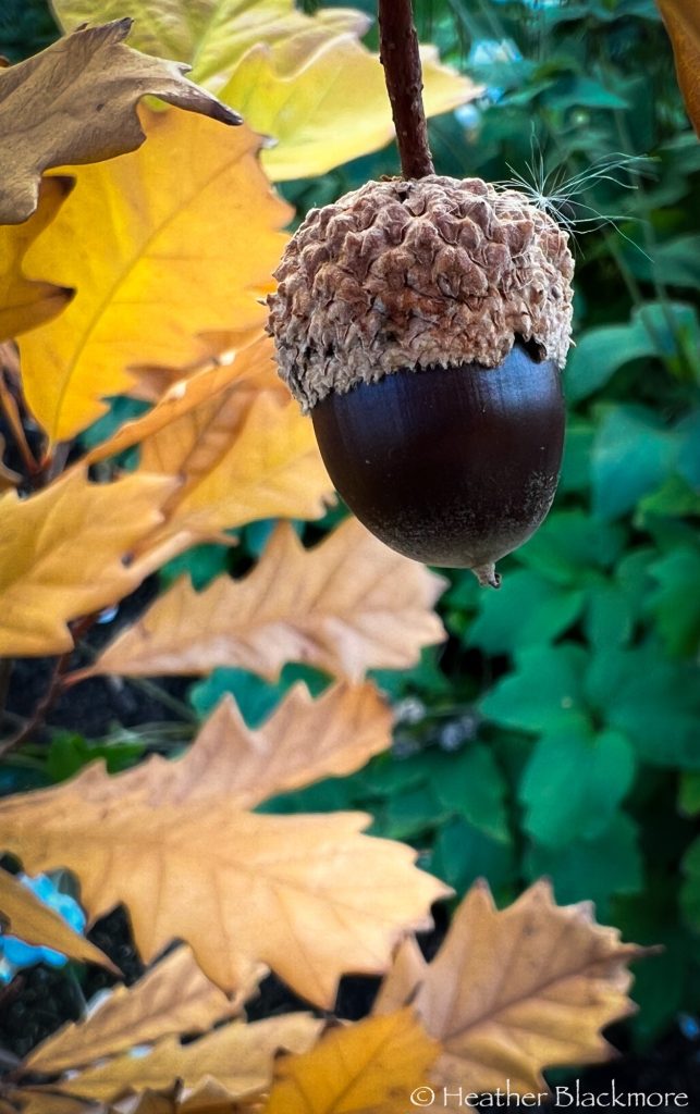 Acorn on Kindred Spirit oak