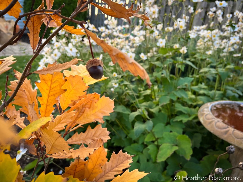 Kindred Spirit oak tree in fall color with a single acorn