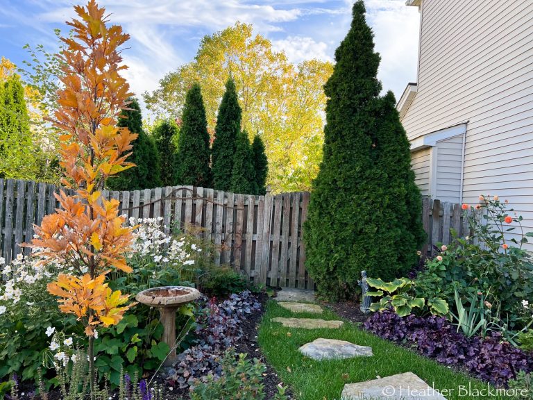 Kindred Spirit Oak in fall color