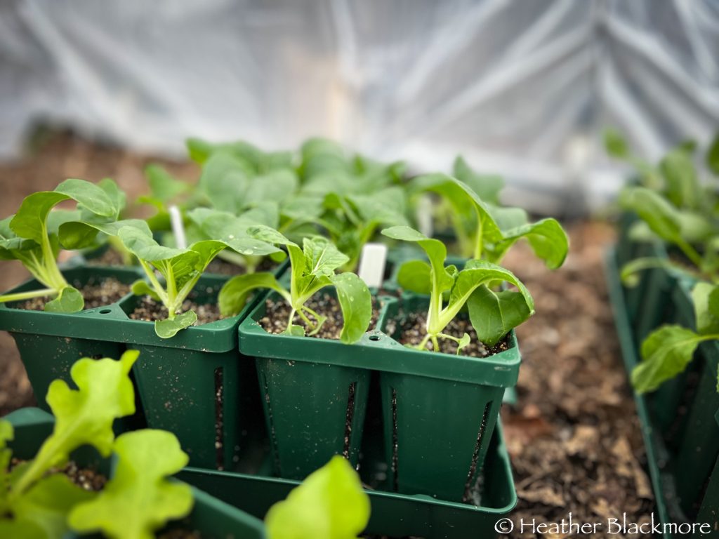 Little Jewel pak choi seedlings