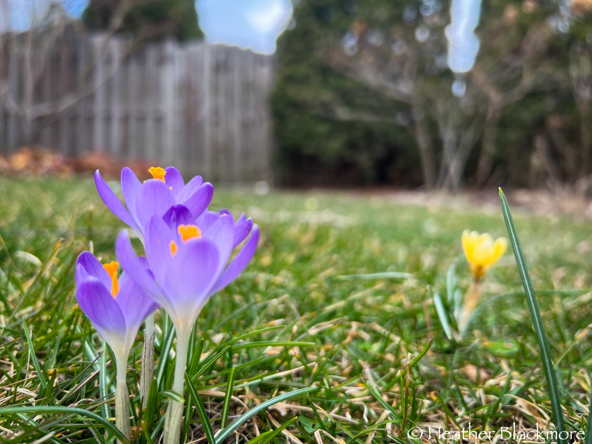 crocuses in the grass