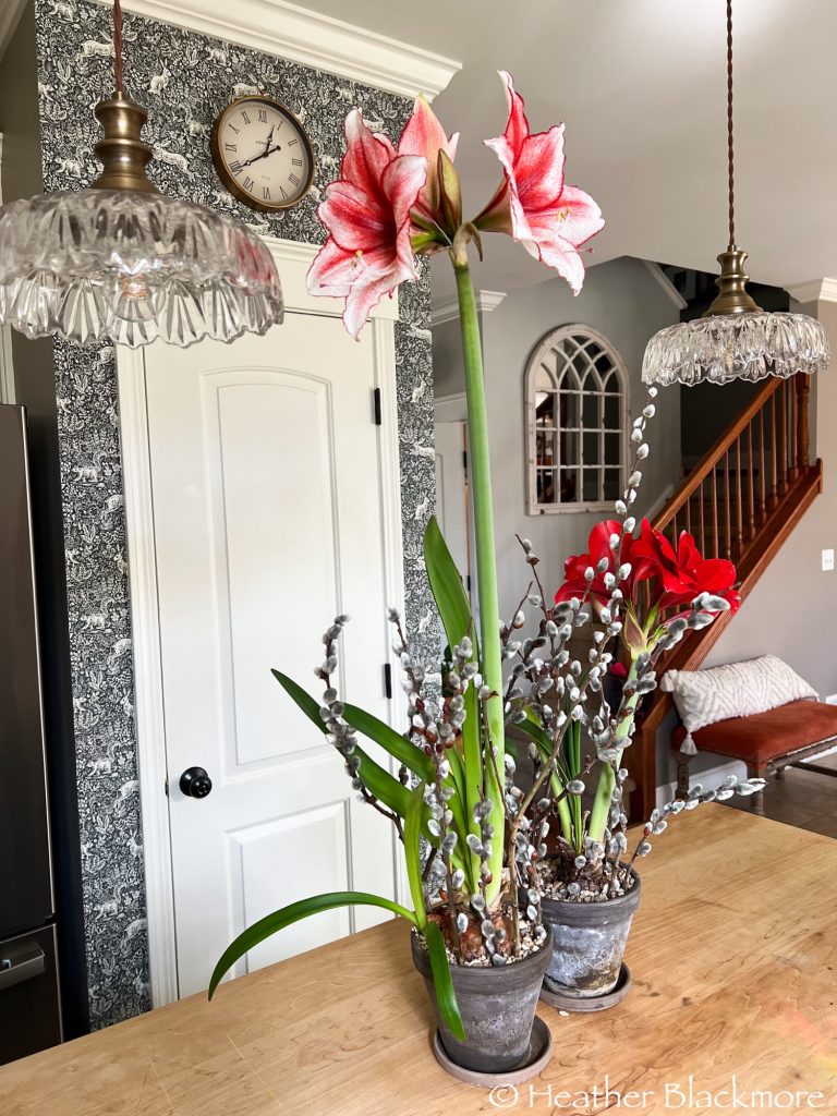 Amaryllis in flower