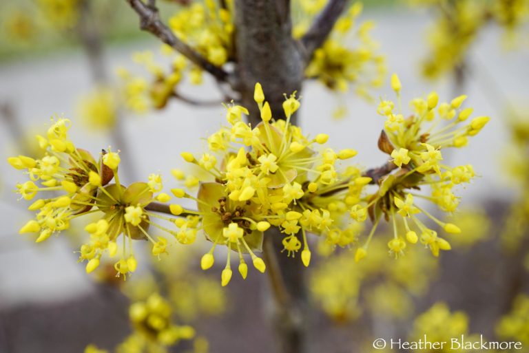 Closeup flowers on Cornus mas 'Saffron Sentinel'