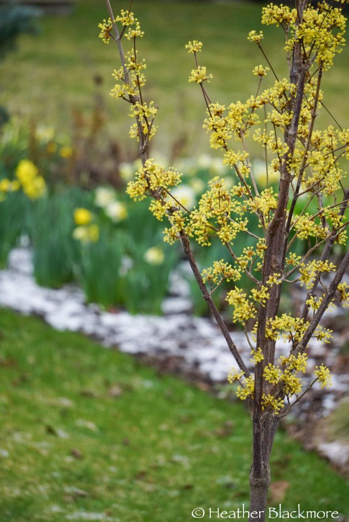 Saffron Sentinel Cornelian cherry dogwood in flower