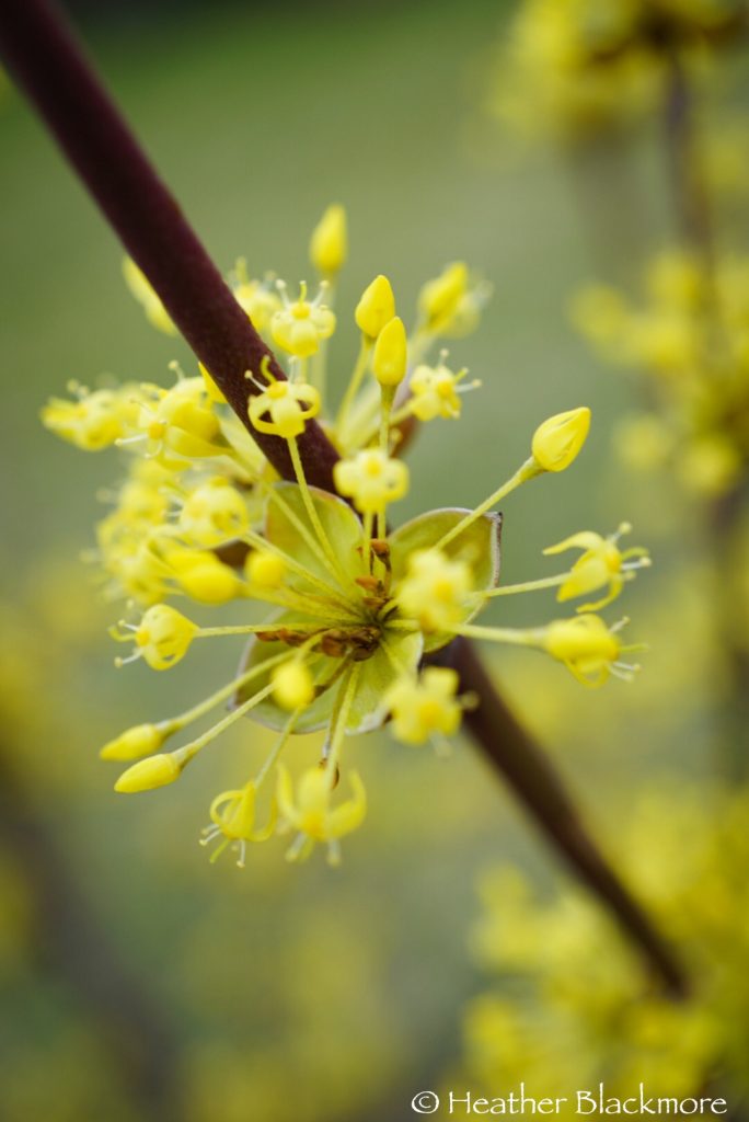 Closeup of Saffron Sentinel Cornelian cherry dogwood tree flowers