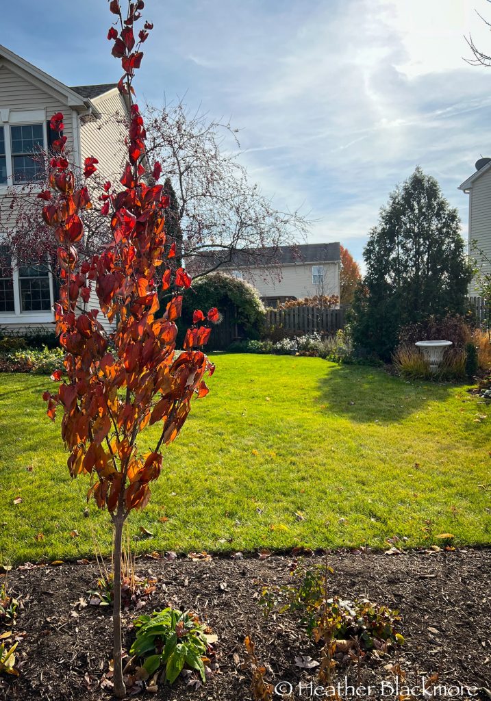 Red fall color on Saffron Sentinel Cornelian cherry dogwood