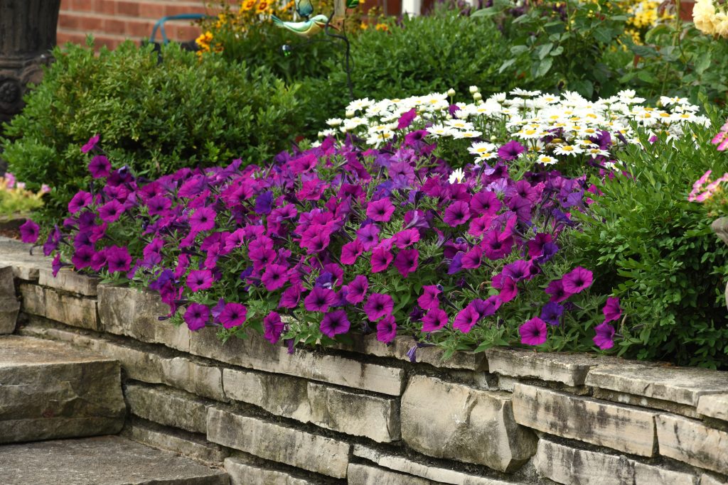 Easy Wave Violet petunias