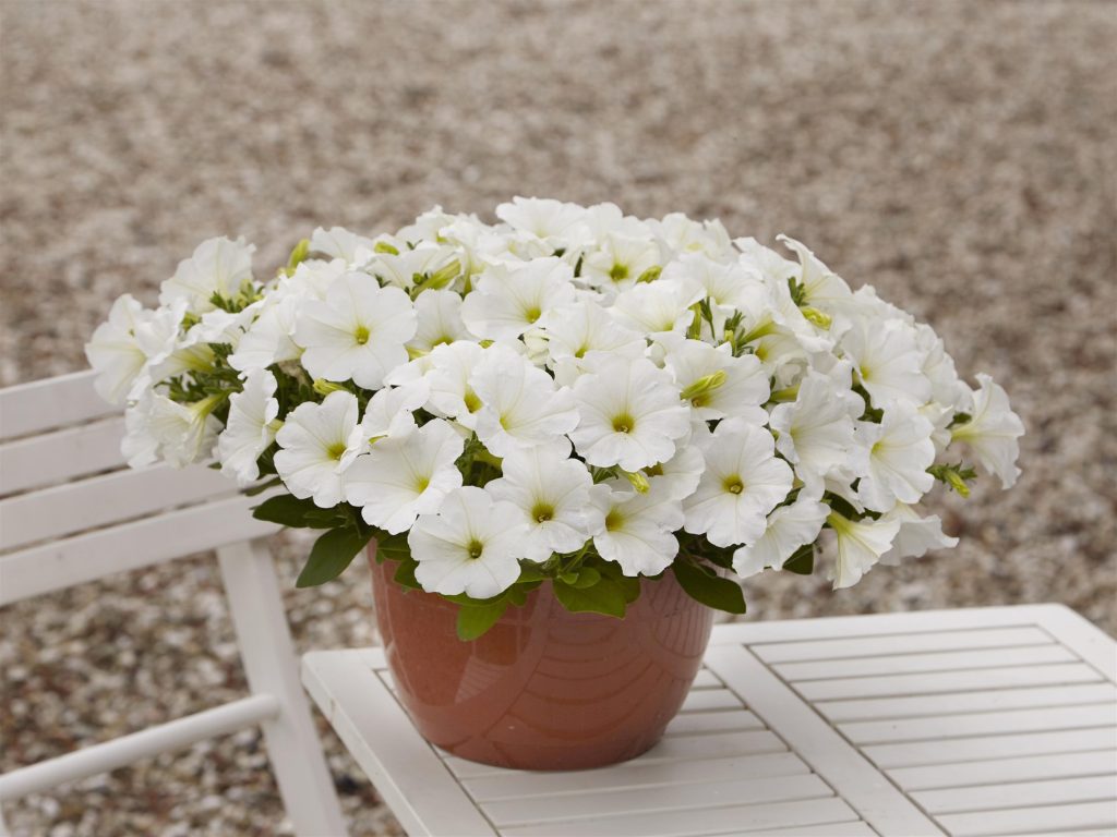 Easy Wave White petunias